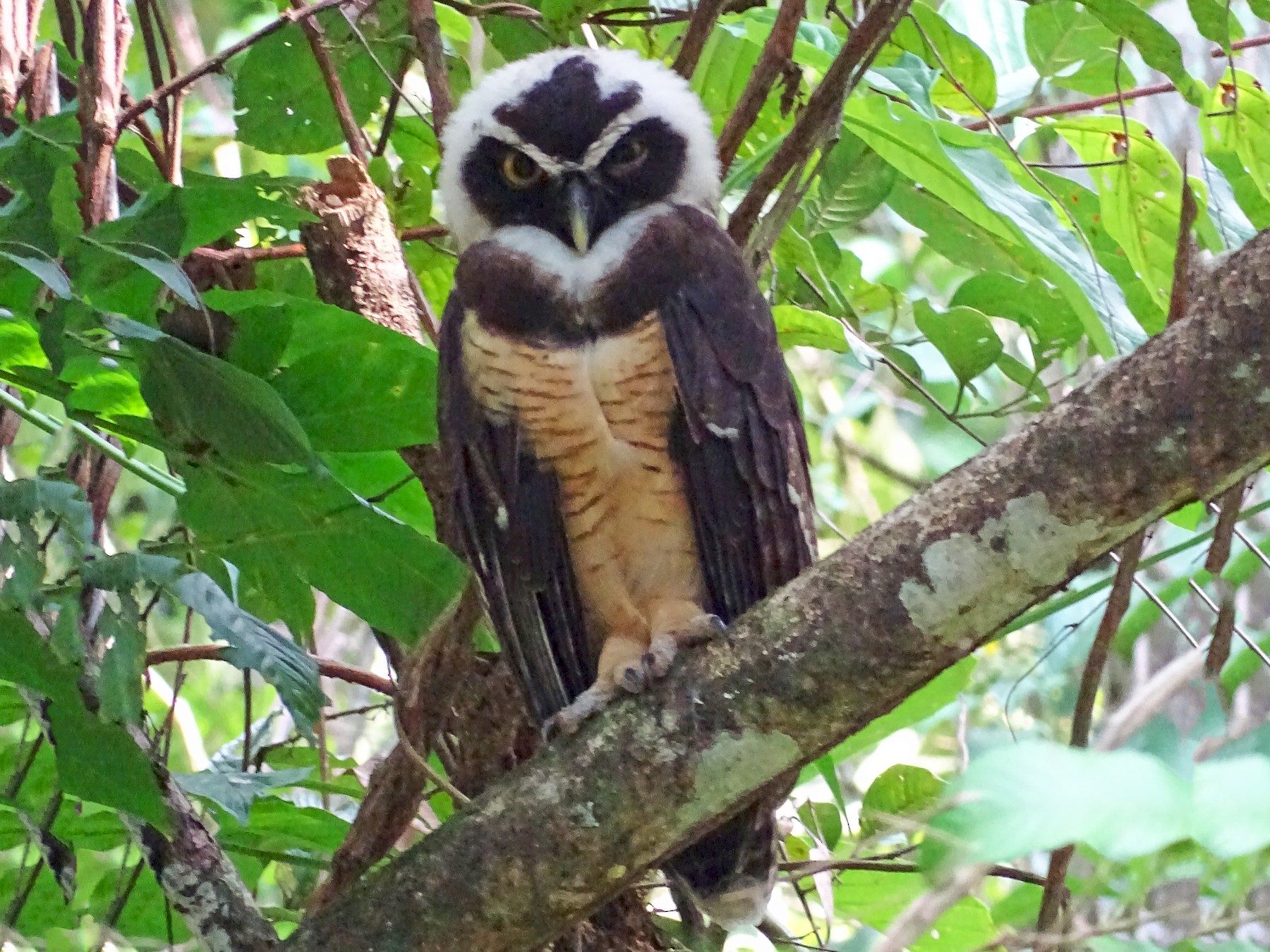 Spectacled Owl - Alfonso Auerbach