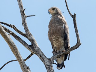 オビチュウヒワシ - eBird