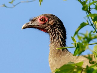  - West Mexican Chachalaca