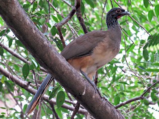  - West Mexican Chachalaca