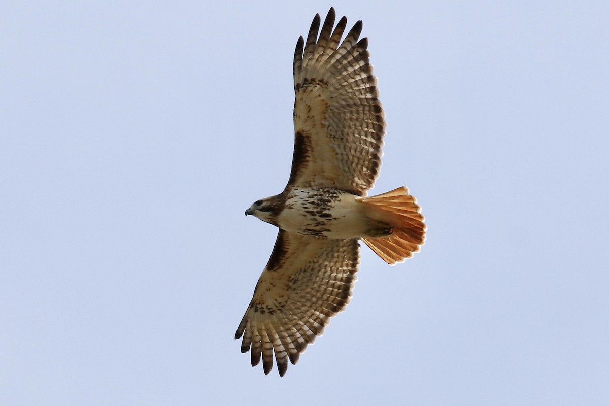 eBird Checklist 10 Mar 2022 Cape Cod Organic Farm 27 species