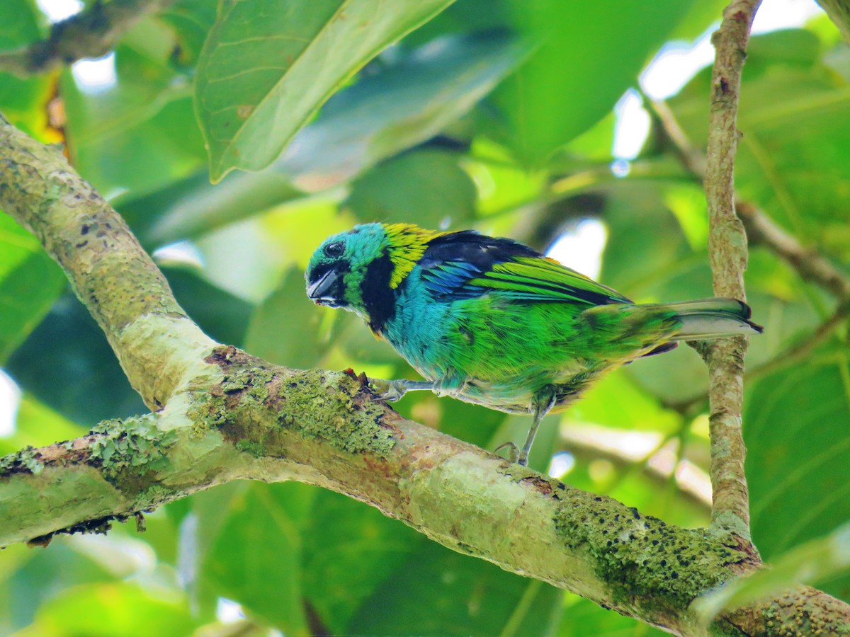 Green-headed Tanager - Thomas Gibson