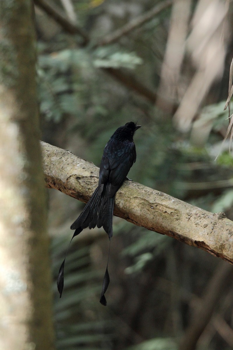 Greater Racket-tailed Drongo - ML42392011