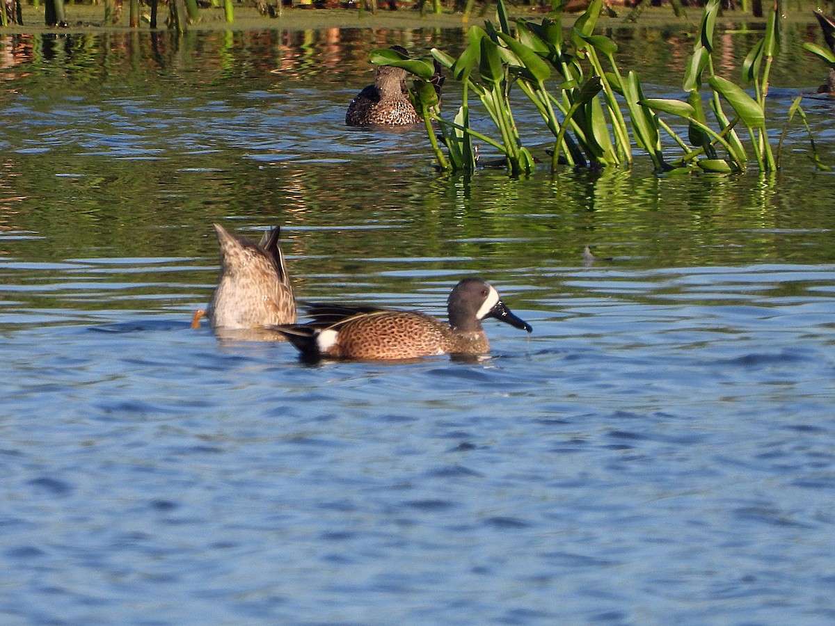 Blue-winged Teal - ML423929931