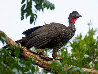  - Crested Guan