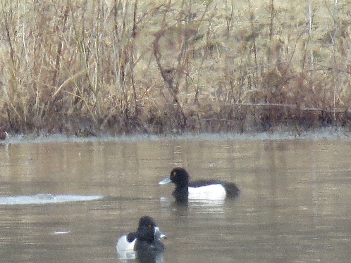 Tufted Duck - ML423933011