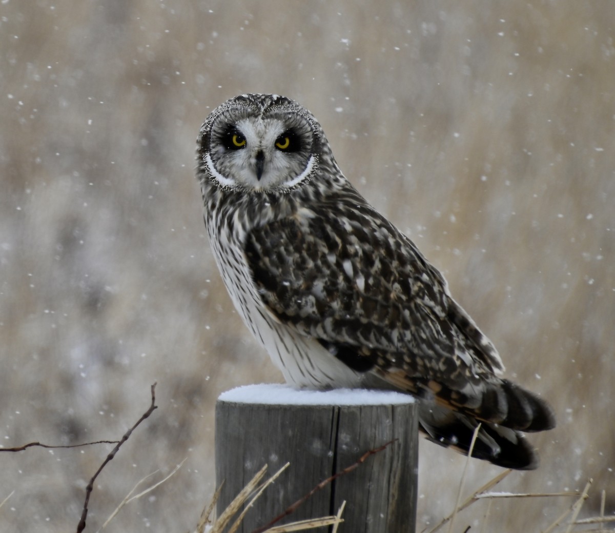 Short-eared Owl - ML423933661