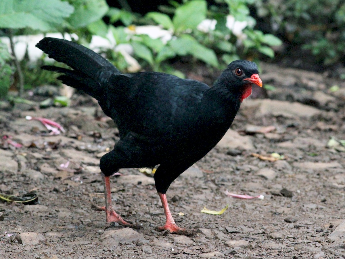 Highland Guan - Penelopina nigra - Birds of the World