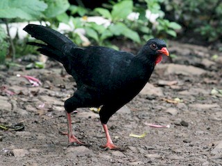  - Highland Guan