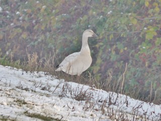 Snow Goose, ML42393891