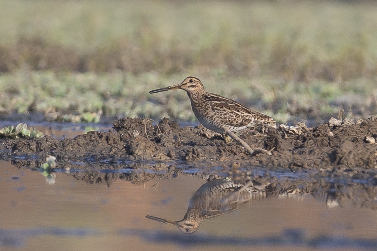 Common Snipe - Ronith Urs