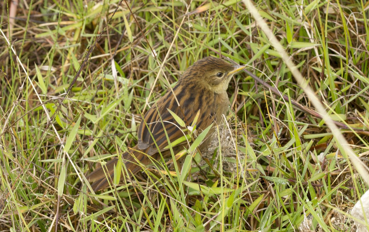 Papuan Grassbird - Calvin Walters