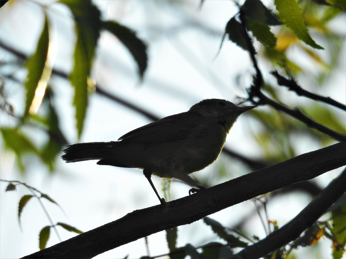 Yellow Warbler (Mangrove) - ML423955751