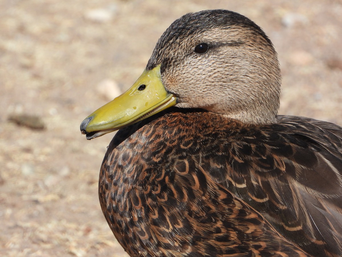 Mexican Duck - ML423957561