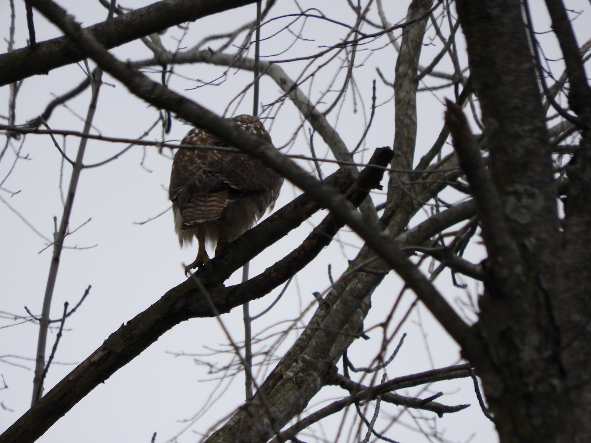 Red-tailed Hawk - ML423960171