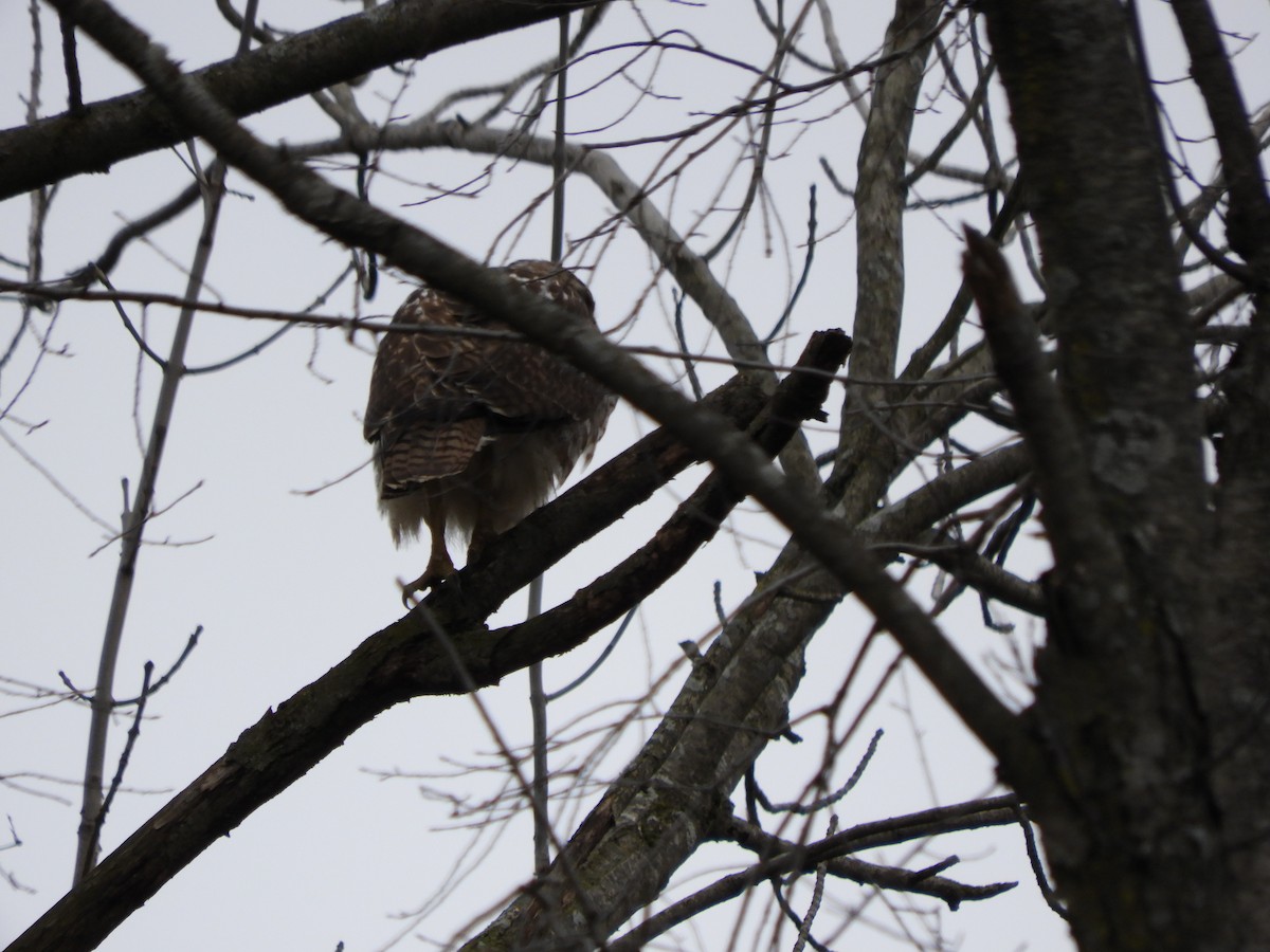 Red-tailed Hawk - ML423960201