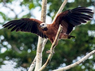  - Black-collared Hawk