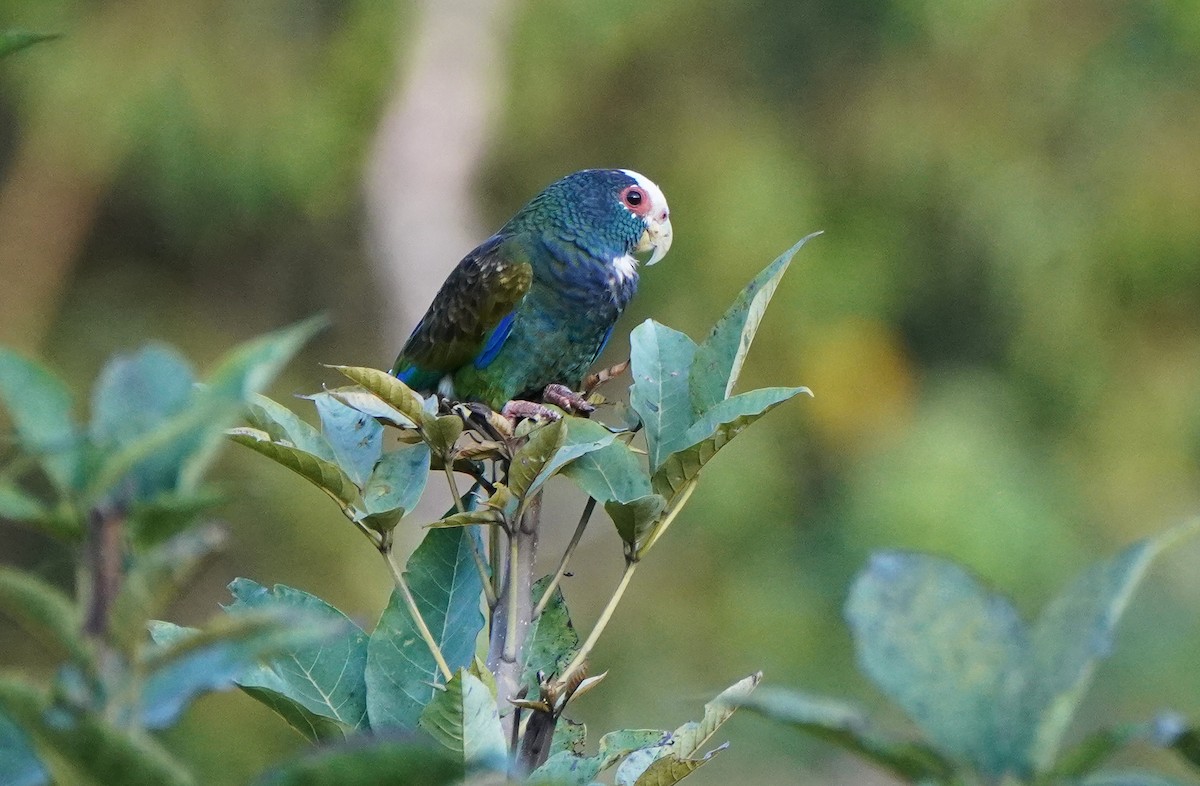 White-crowned Parrot - ML423967531