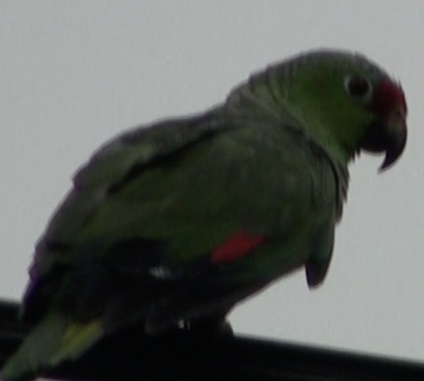 Red-lored Parrot - Elliott Ress