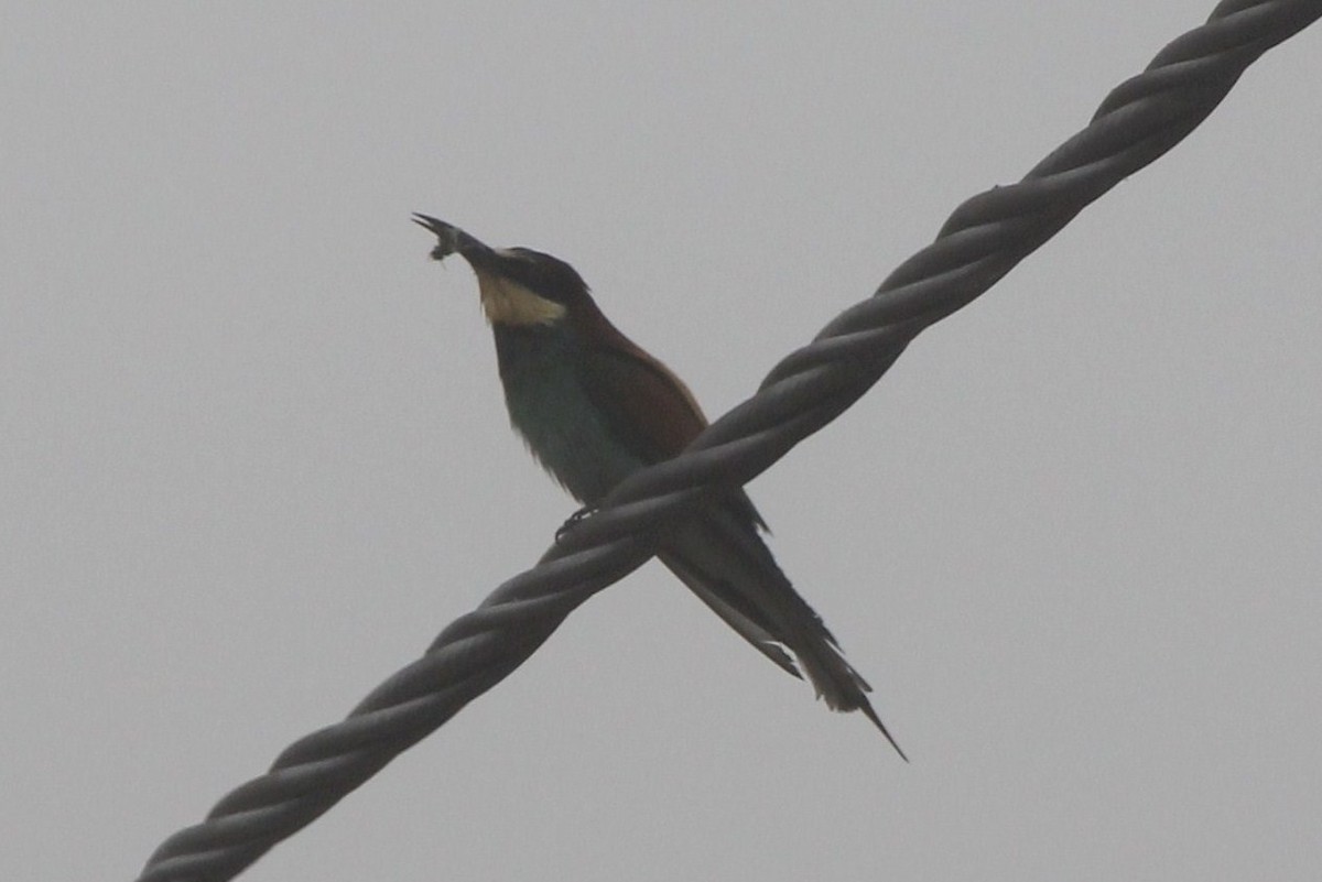 European Bee-eater - ML42397361