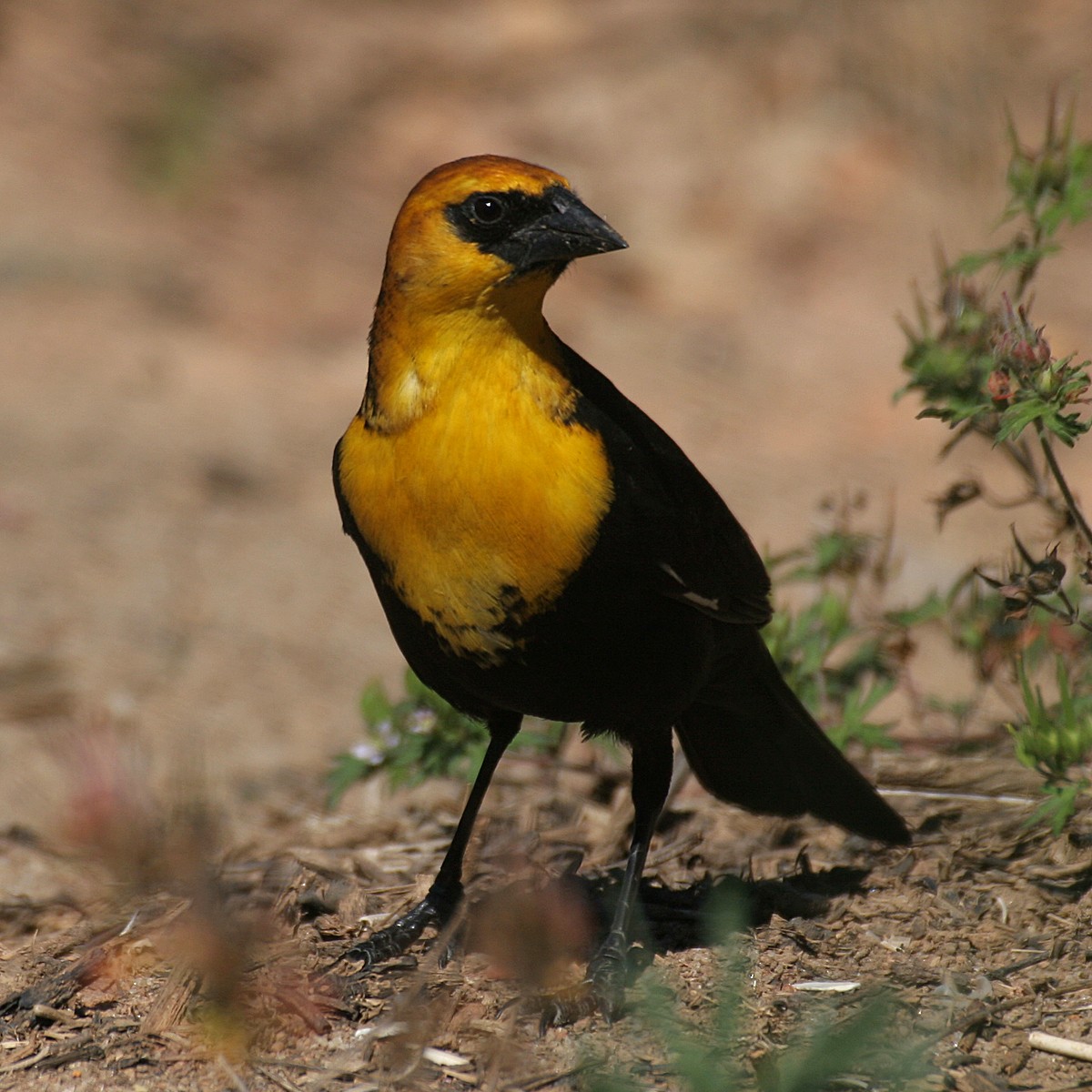 Yellow-headed Blackbird - Dan Vickers