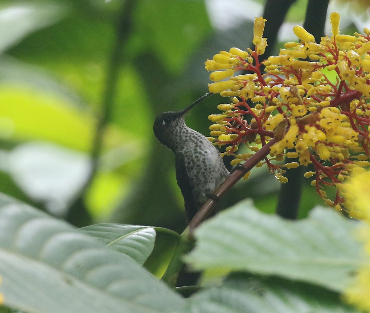 Many-spotted Hummingbird - ML423979561