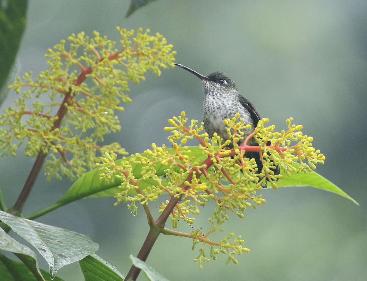 Many-spotted Hummingbird - ML423979661