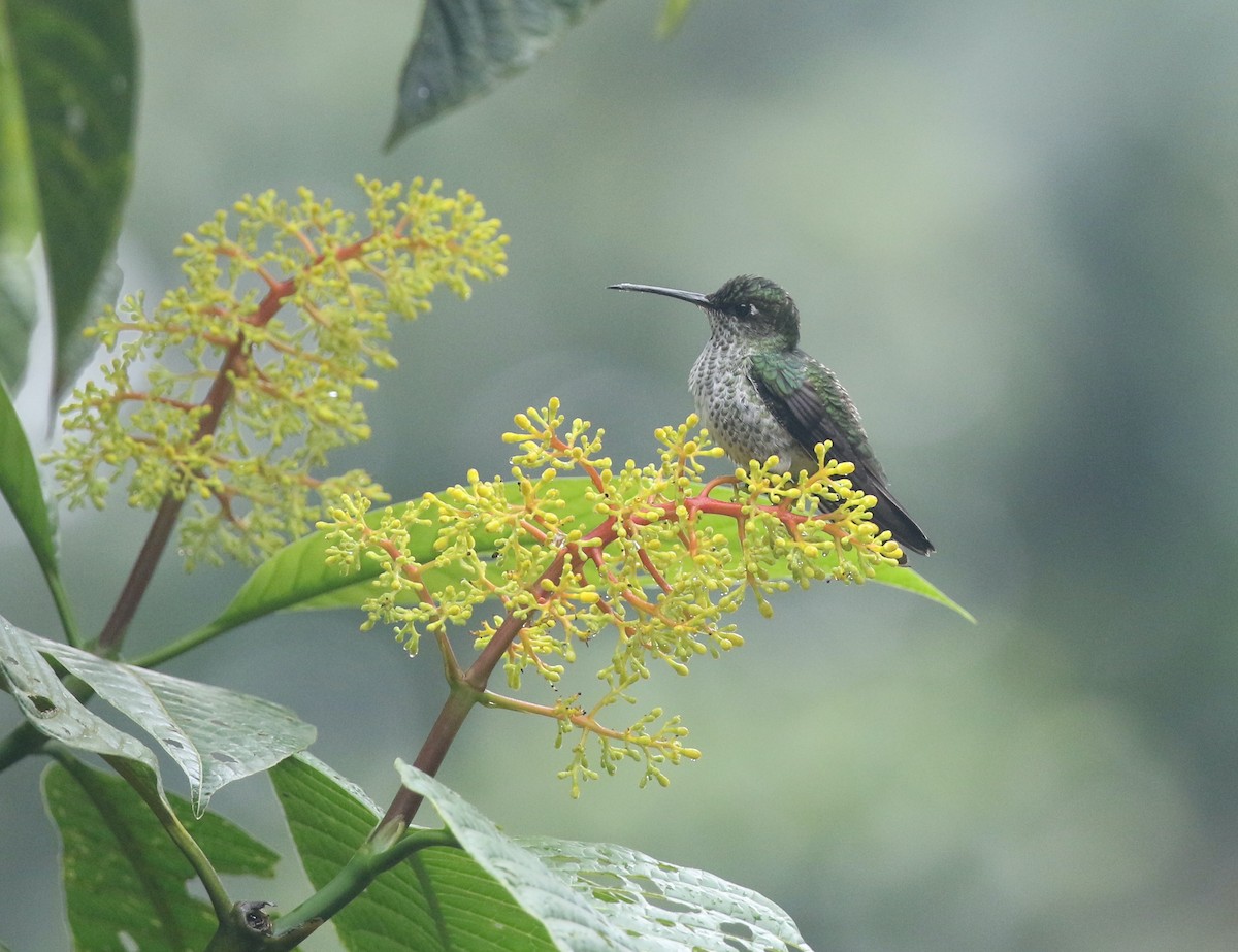 Many-spotted Hummingbird - ML423979861