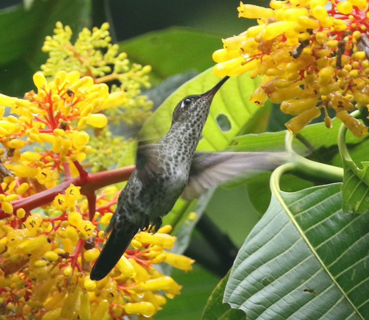 Many-spotted Hummingbird - ML423979871