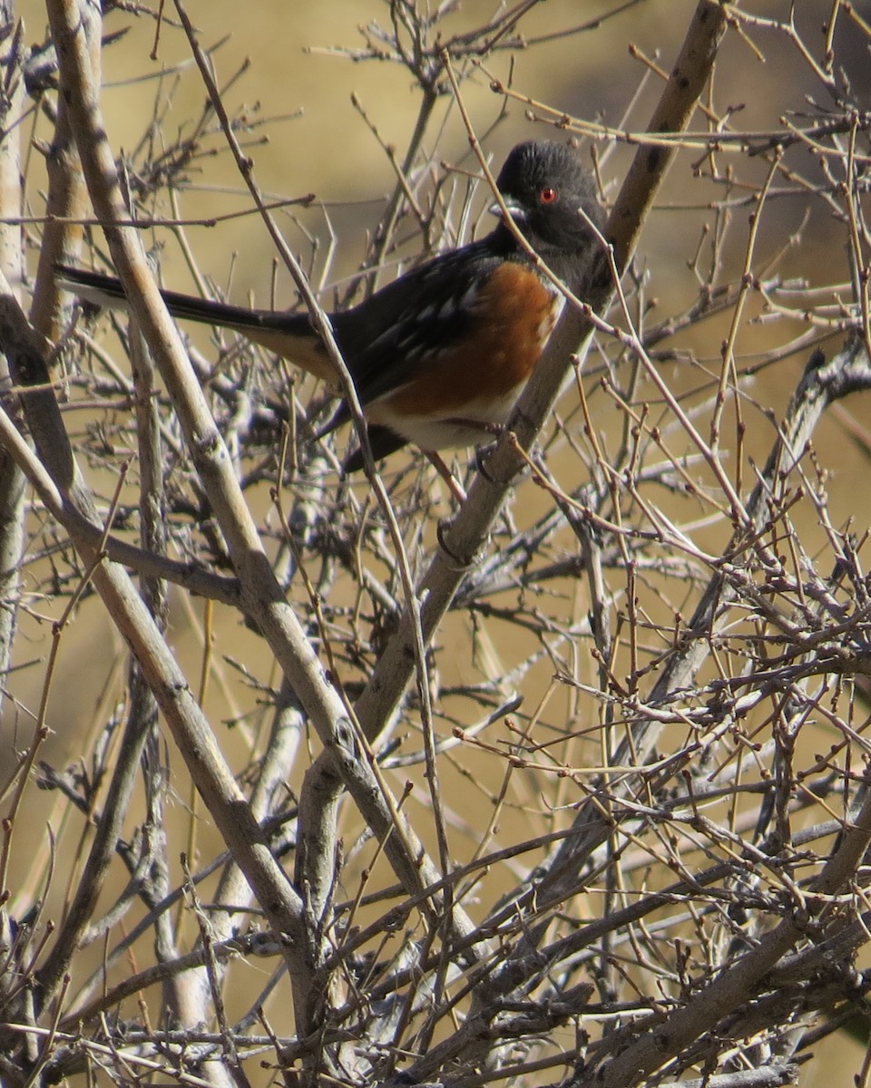 Spotted Towhee - Dawn Zappone