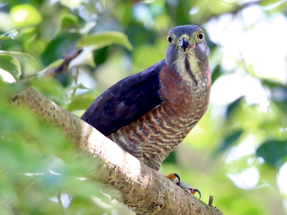 Double-toothed Kite - eBird