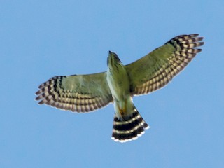  - Double-toothed Kite