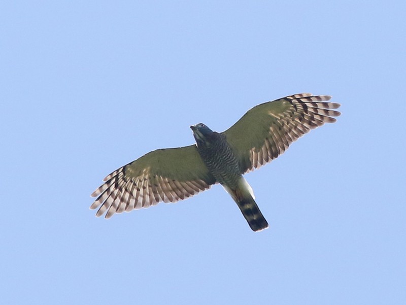 Double-toothed Kite - eBird