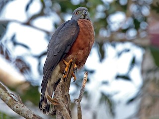  - Double-toothed Kite