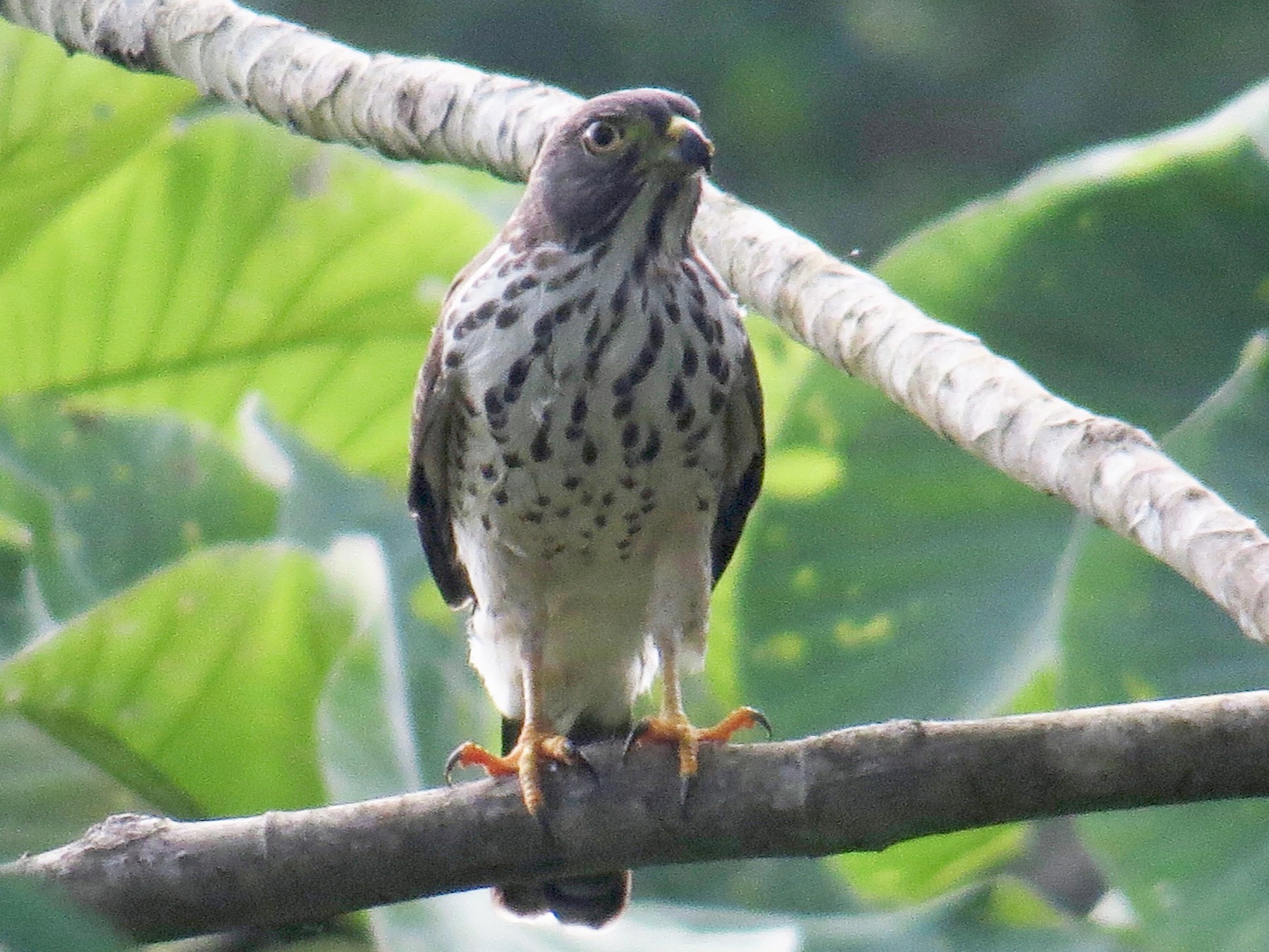 Double-toothed Kite - eBird