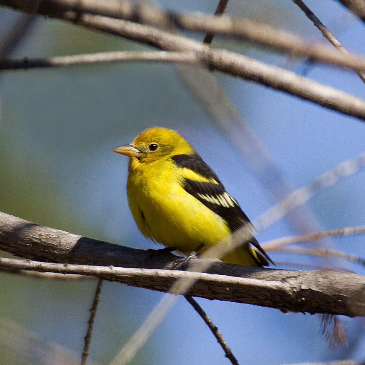Western Tanager - ML42399461