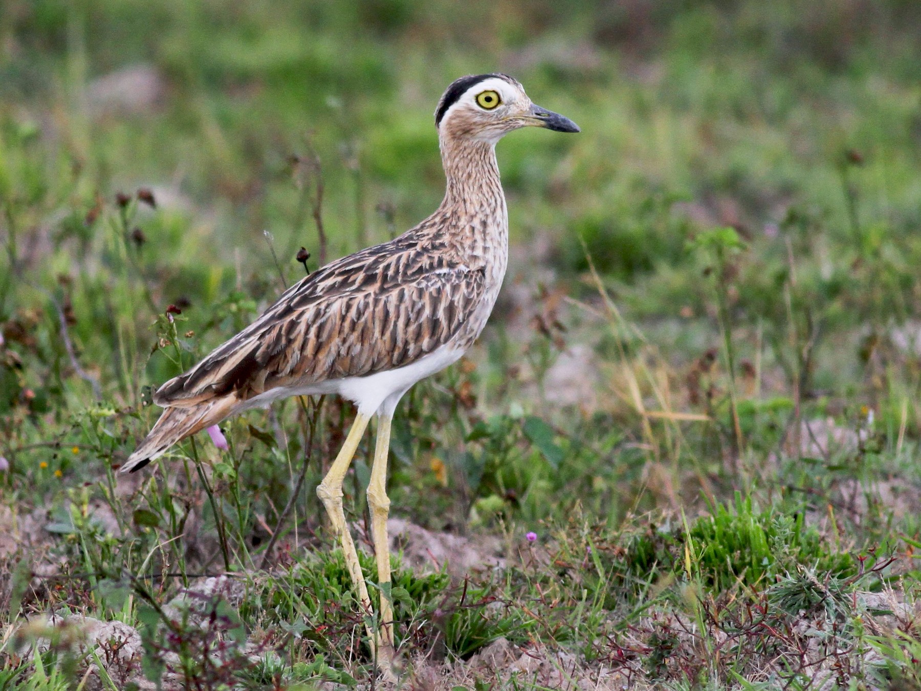 Double-striped Thick-knee - Jay McGowan