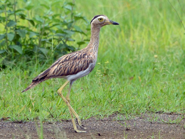  - Double-striped Thick-knee - 