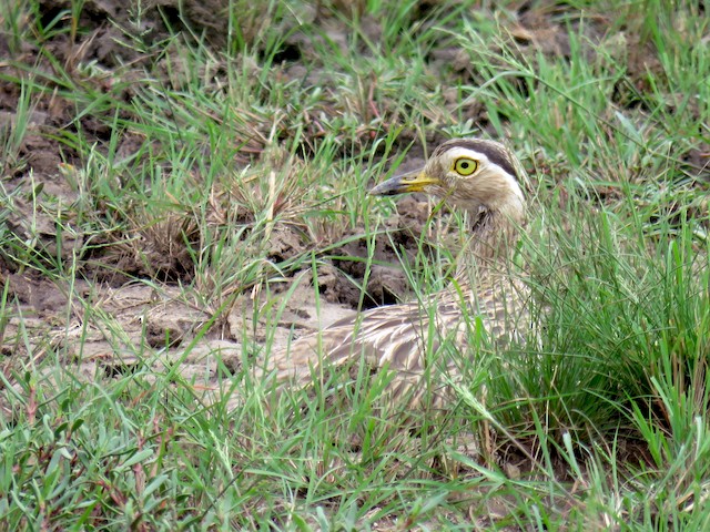  - Double-striped Thick-knee - 