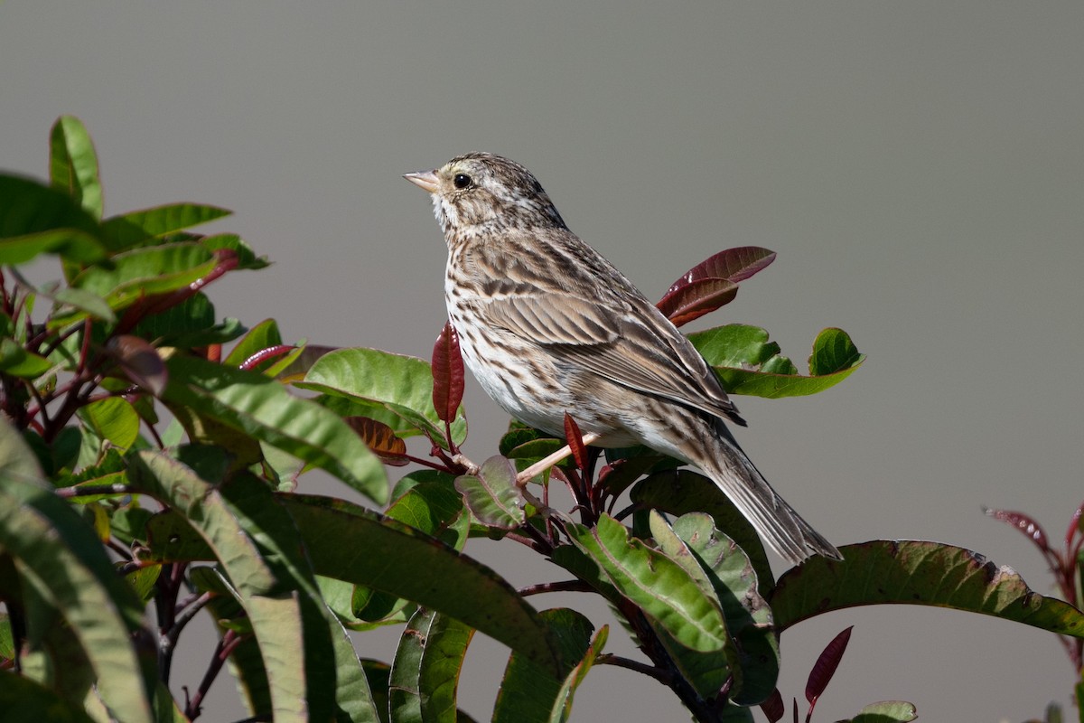 Savannah Sparrow - ML424000251