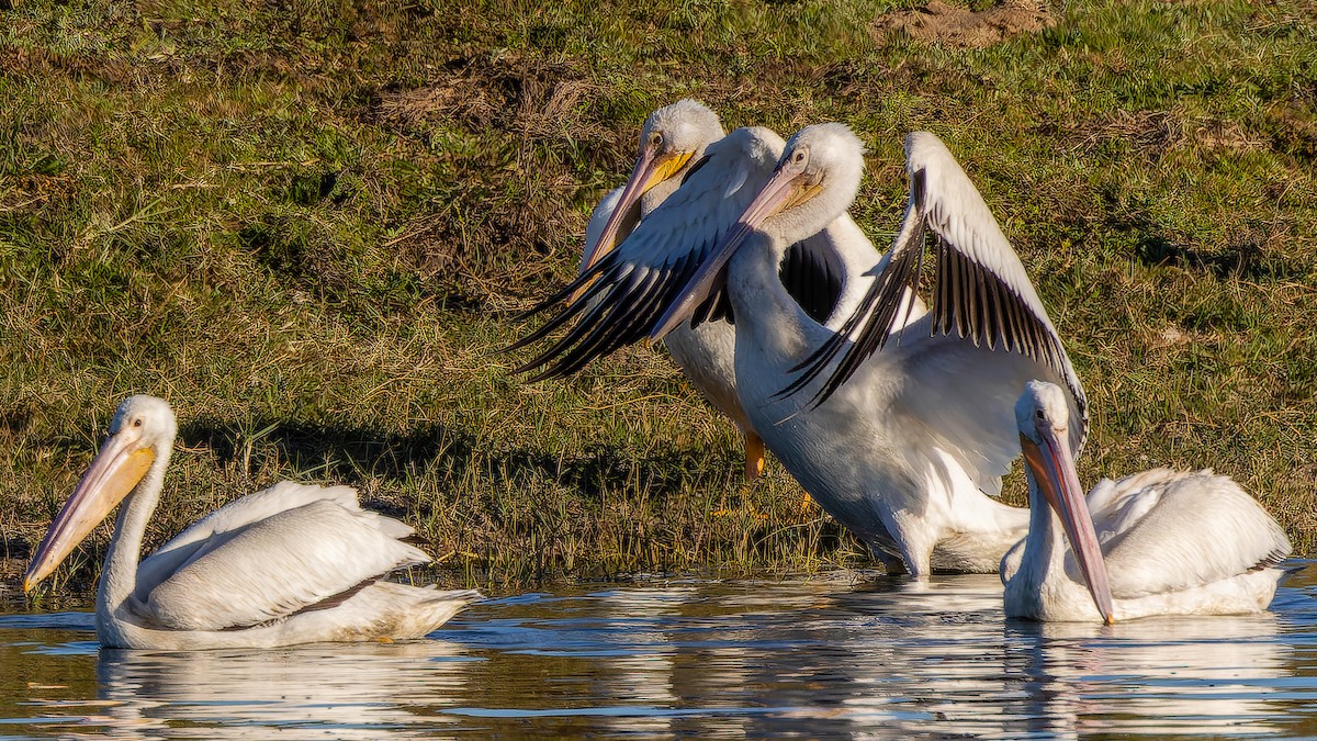 pelikán severoamerický - ML424000661