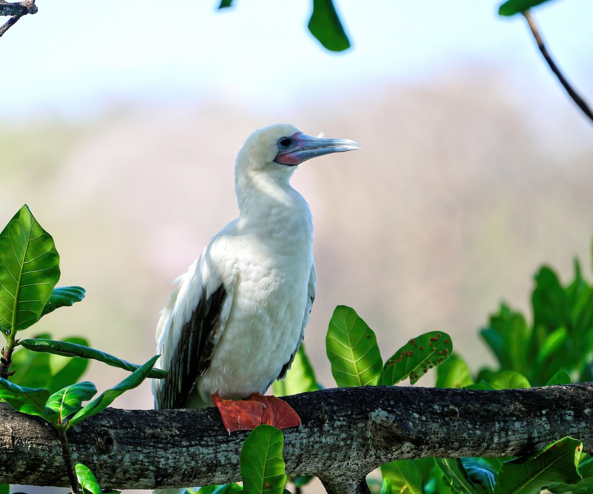 Red-footed Booby - ML424004201