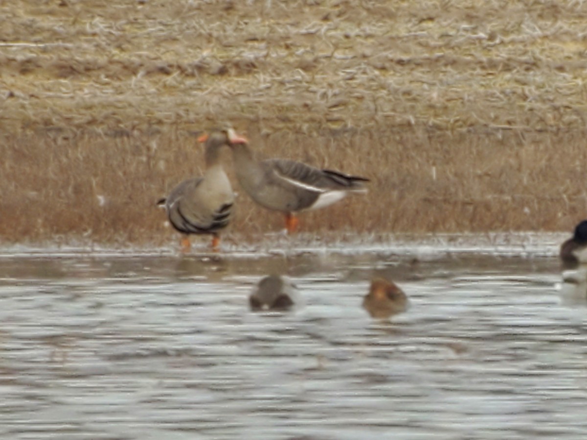 Greater White-fronted Goose - ML424008991