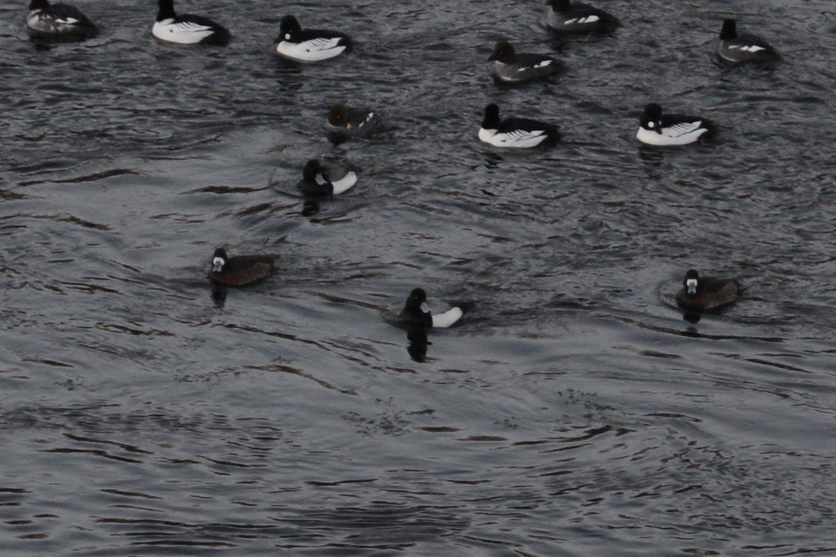 Greater Scaup - Jeremy Collison