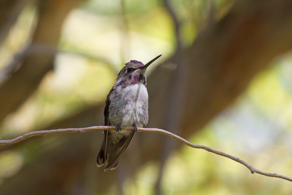 Costa's Hummingbird - Linda Widdop