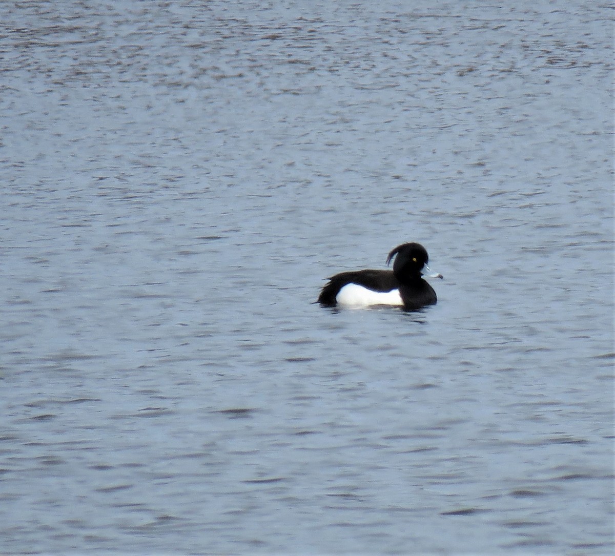 Tufted Duck - ML424031381
