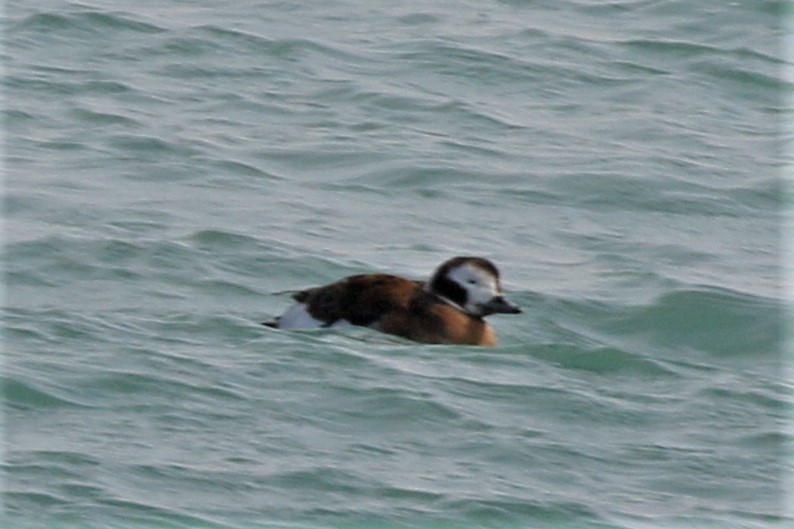Long-tailed Duck - ML424032401