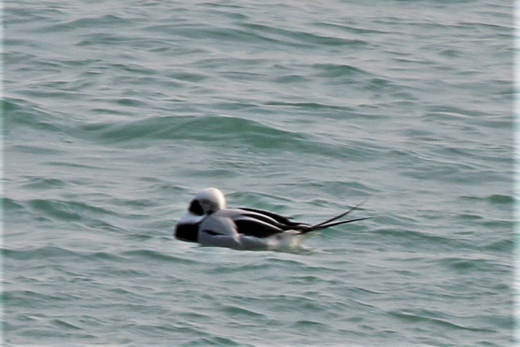 Long-tailed Duck - ML424032411