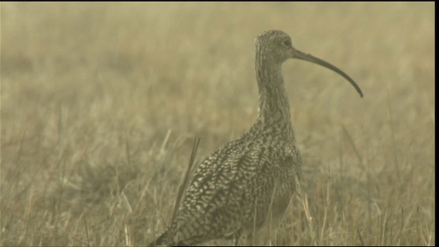 Long-billed Curlew - ML424034