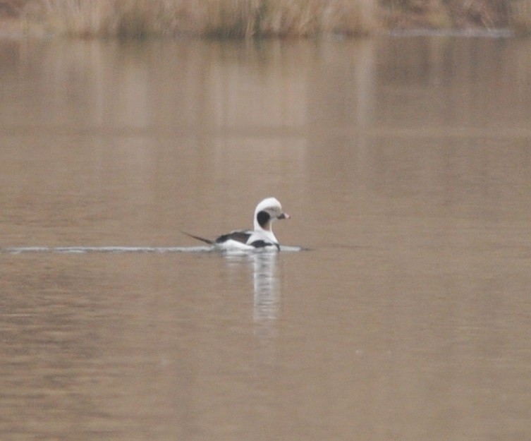 Long-tailed Duck - Scott Somershoe